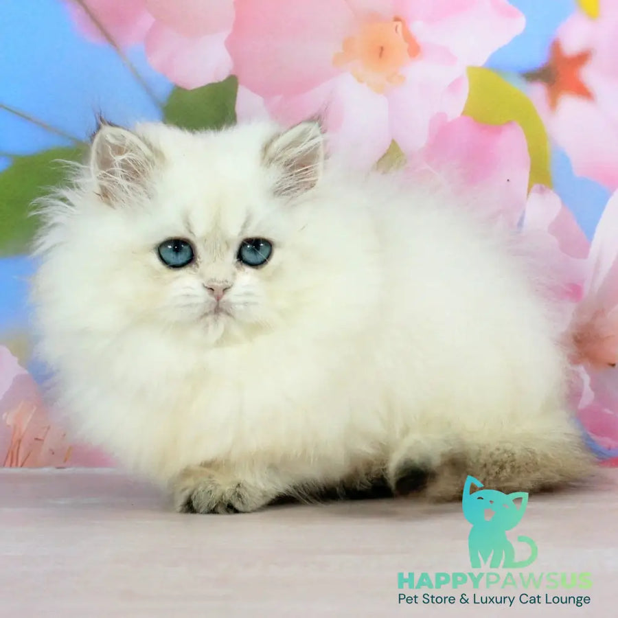 Sherry British Longhair female black golden shaded pointed - live animals