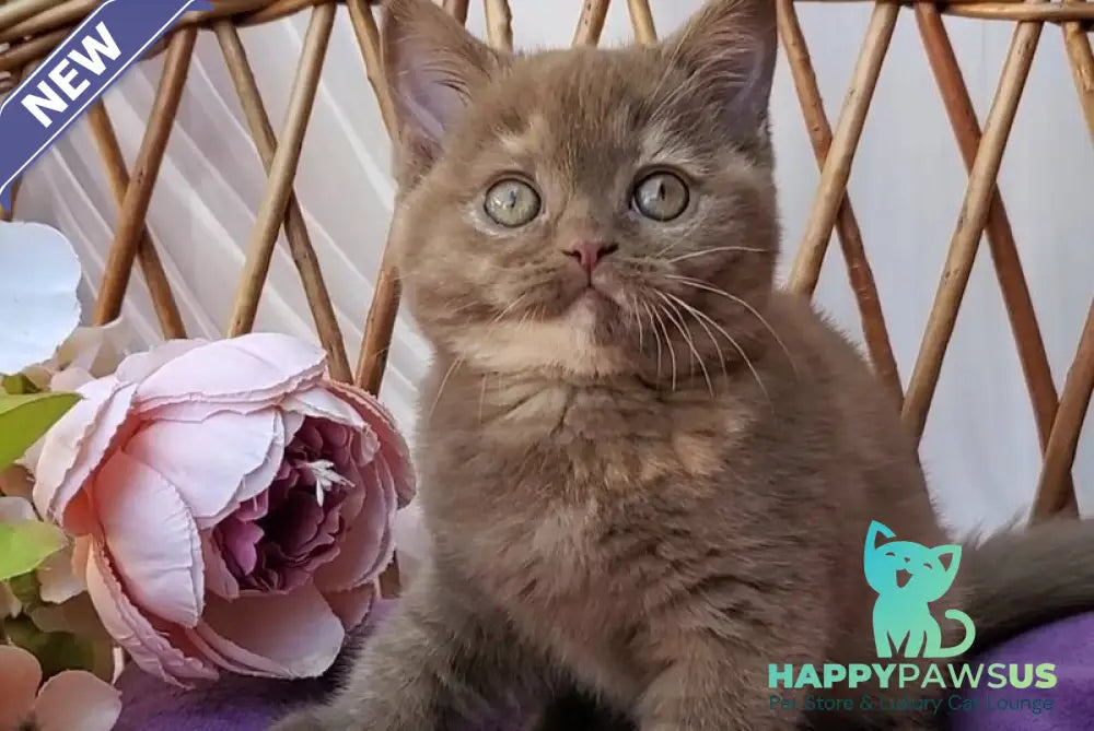 Sherry British Shorthair female cinnamon tortie - live animals