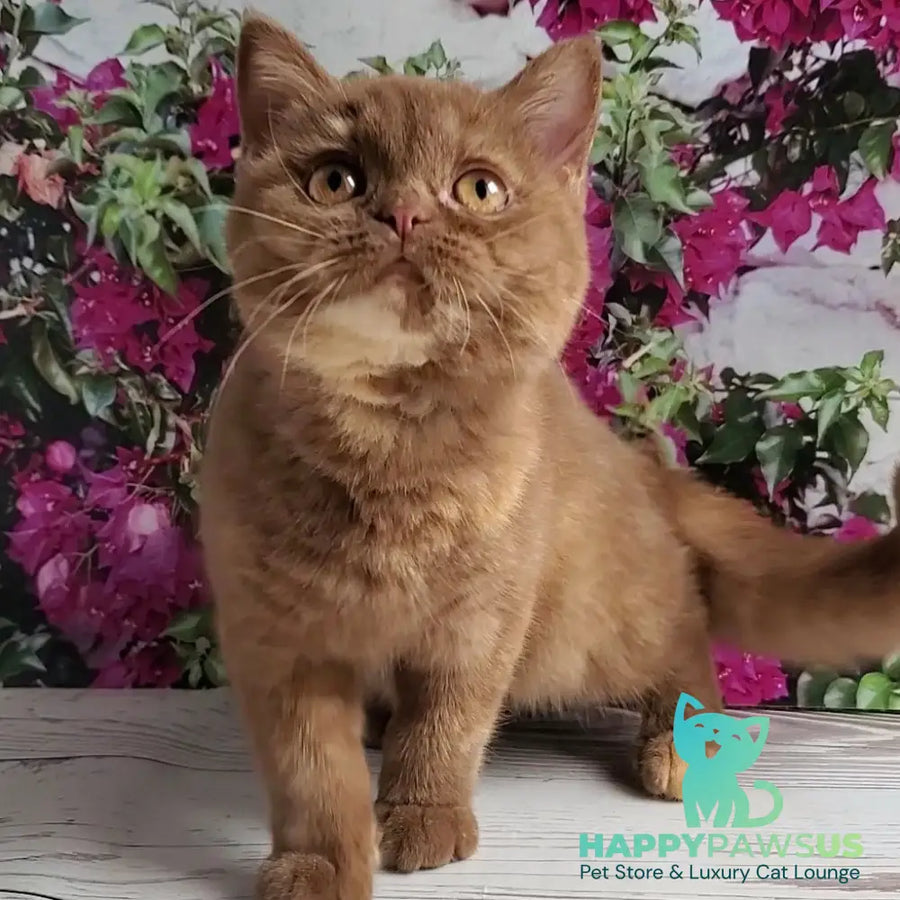Sherry British Shorthair female cinnamon tortie - live animals