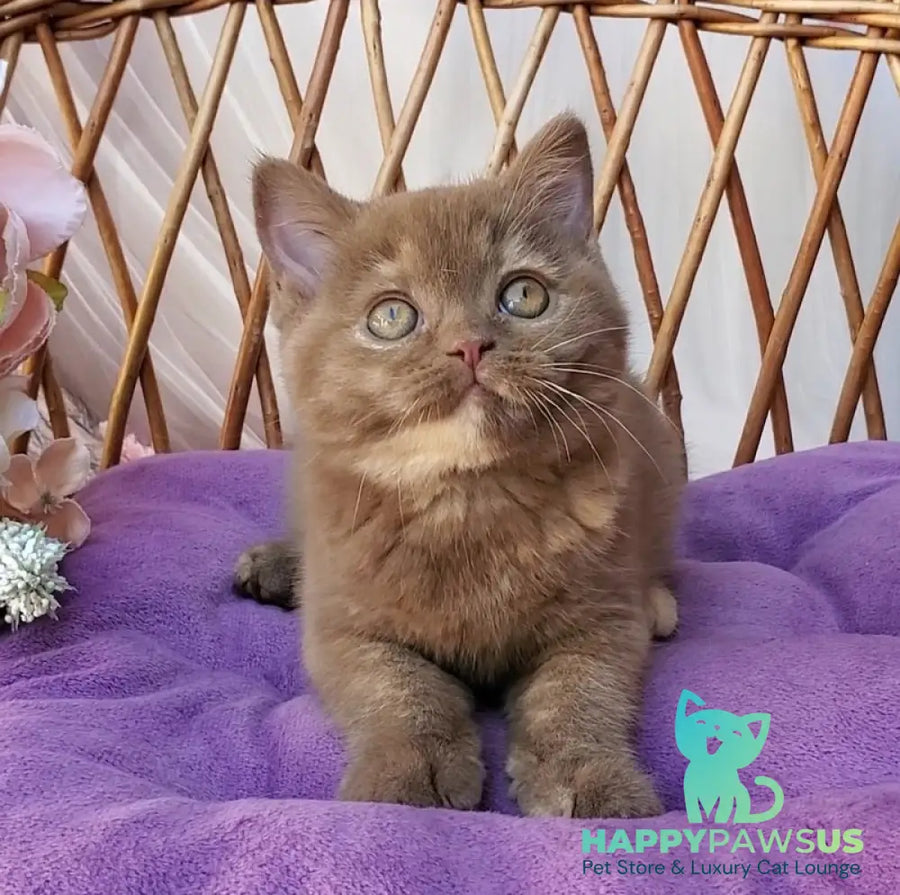 Sherry British Shorthair female cinnamon tortie - live animals