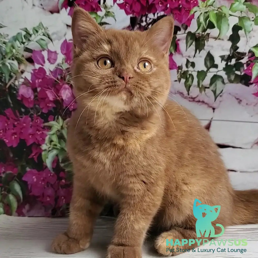 Sherry British Shorthair female cinnamon tortie - live animals