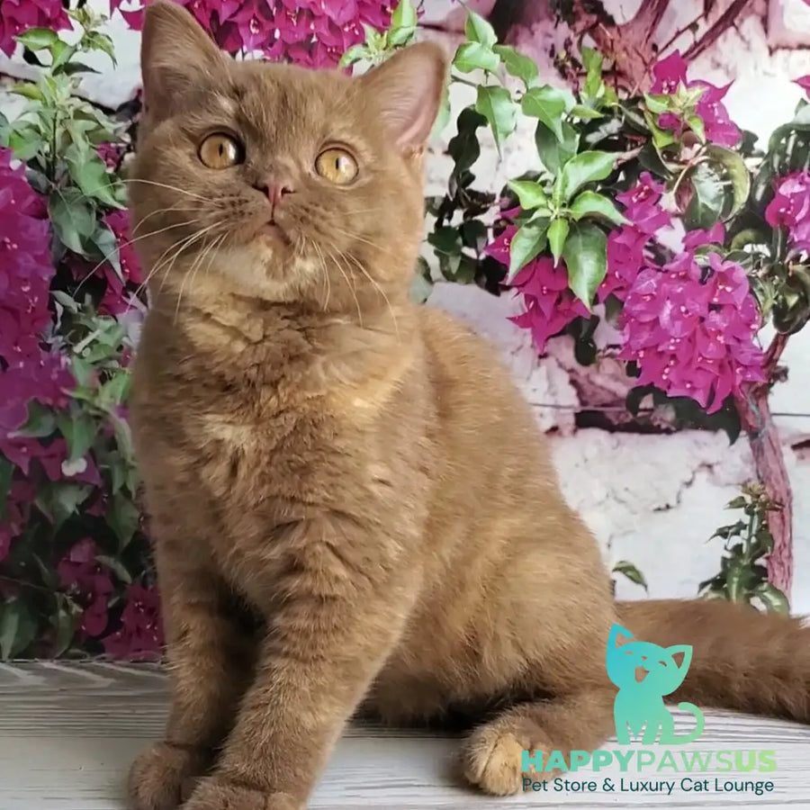 Sherry British Shorthair female cinnamon tortie - live animals