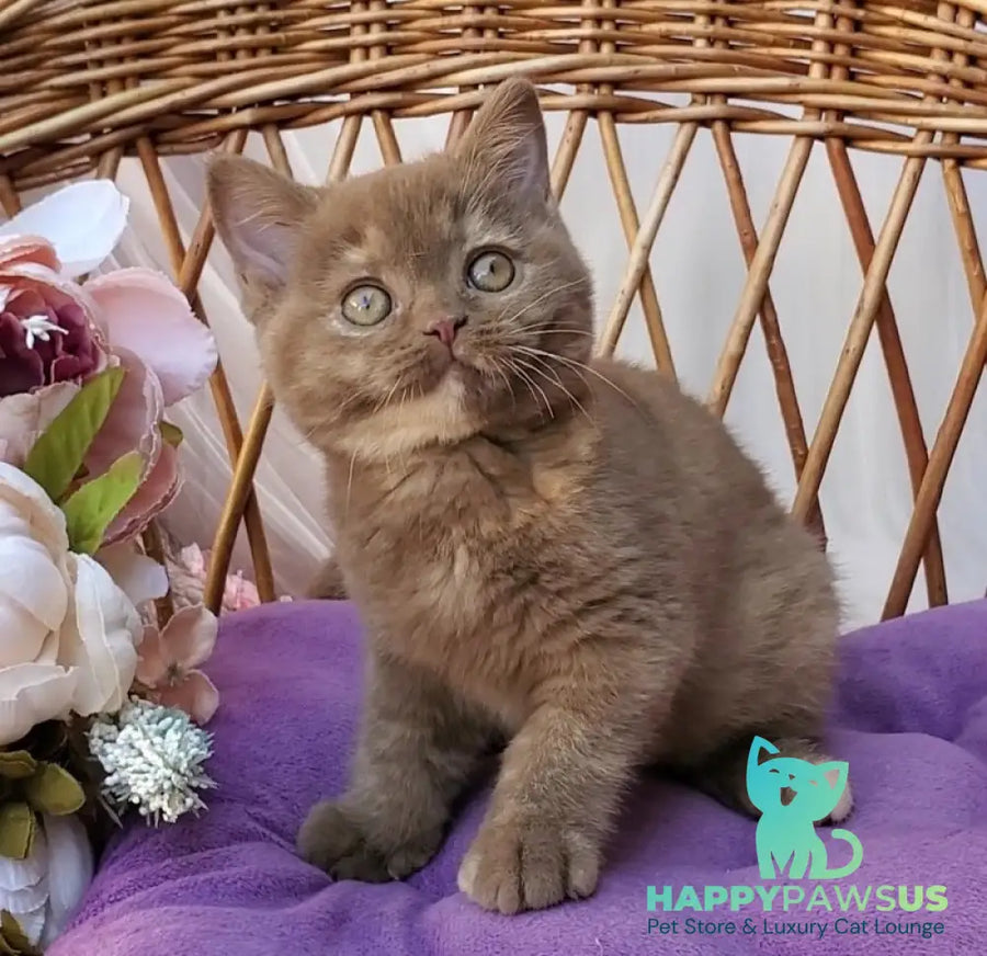 Sherry British Shorthair female cinnamon tortie - live animals