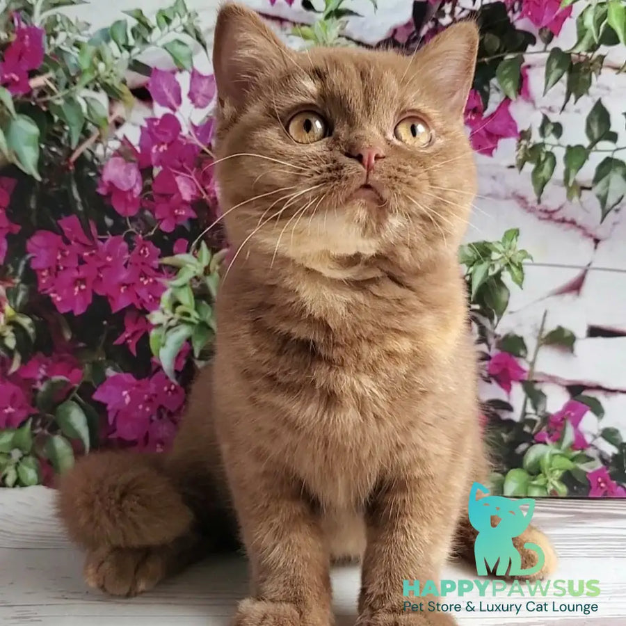 Sherry British Shorthair female cinnamon tortie - live animals
