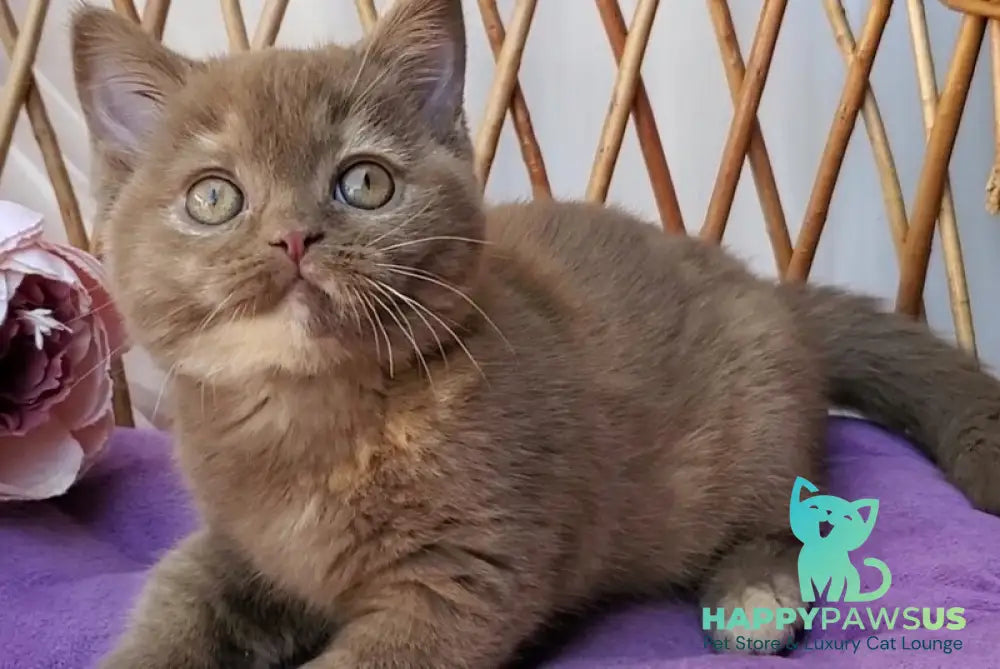 Sherry British Shorthair female cinnamon tortie - live animals