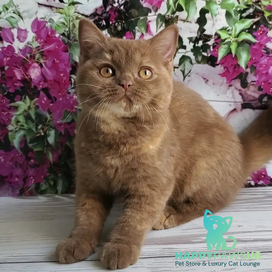 Sherry British Shorthair female cinnamon tortie - live animals