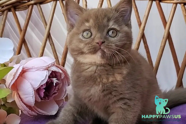Sherry British Shorthair female cinnamon tortie - live animals