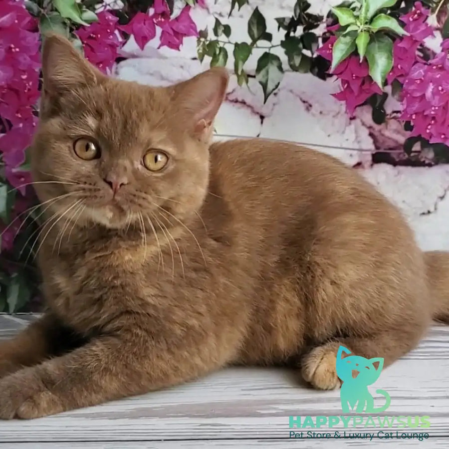 Sherry British Shorthair female cinnamon tortie - live animals