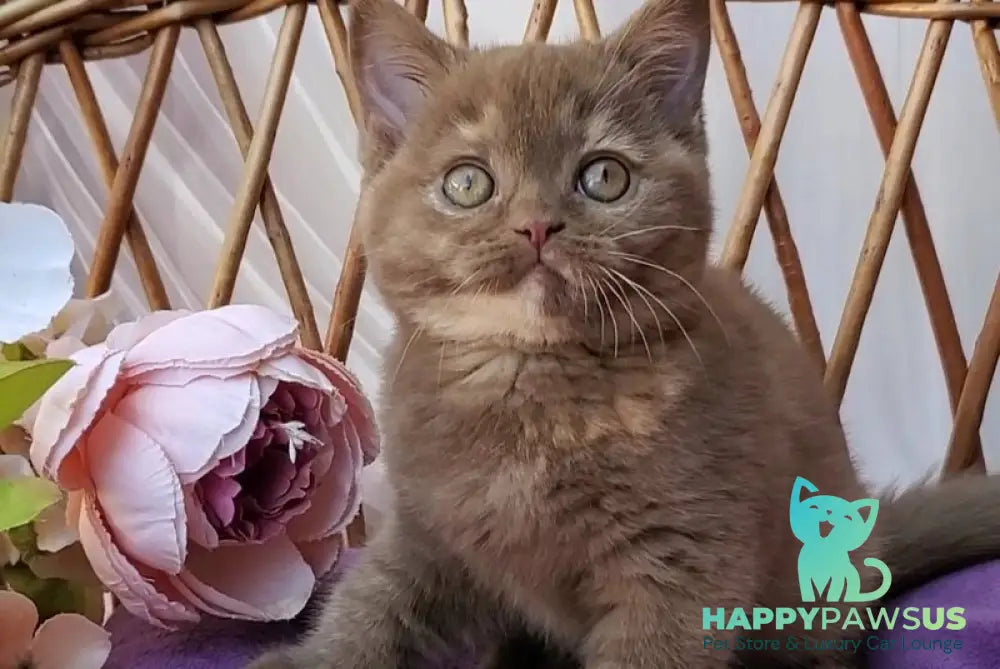 Sherry British Shorthair female cinnamon tortie - live animals