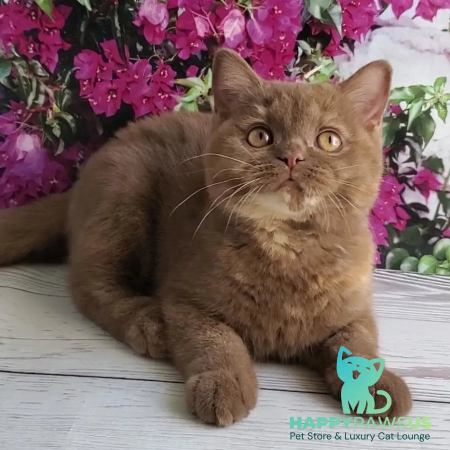 Sherry British Shorthair female cinnamon tortie - live animals