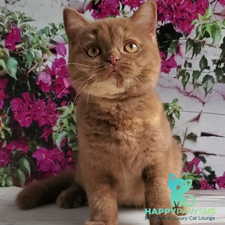 Sherry British Shorthair female cinnamon tortie - live animals