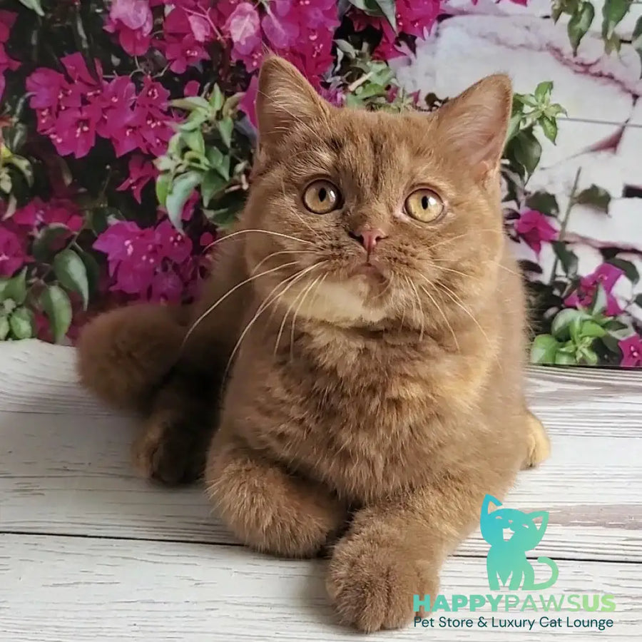 Sherry British Shorthair female cinnamon tortie - live animals