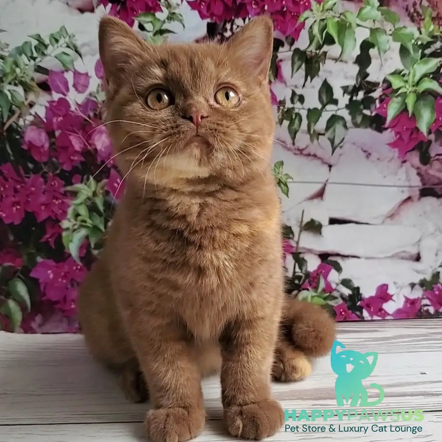 Sherry British Shorthair female cinnamon tortie - live animals