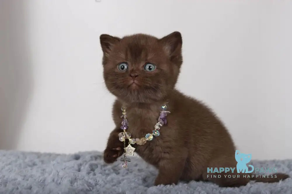 Shery British Shorthair female chocolate live animals