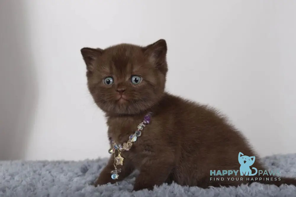 Shery British Shorthair female chocolate live animals