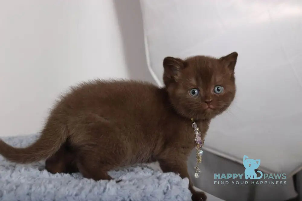 Shery British Shorthair female chocolate live animals