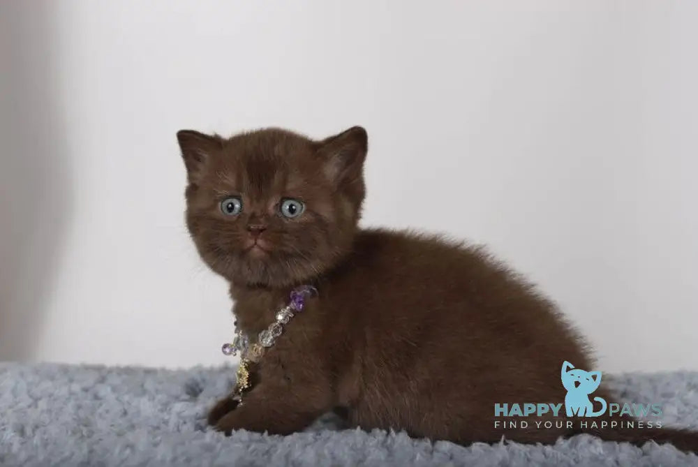 Shery British Shorthair female chocolate live animals