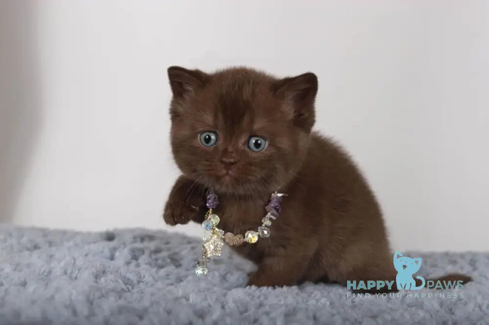 Shery British Shorthair female chocolate live animals