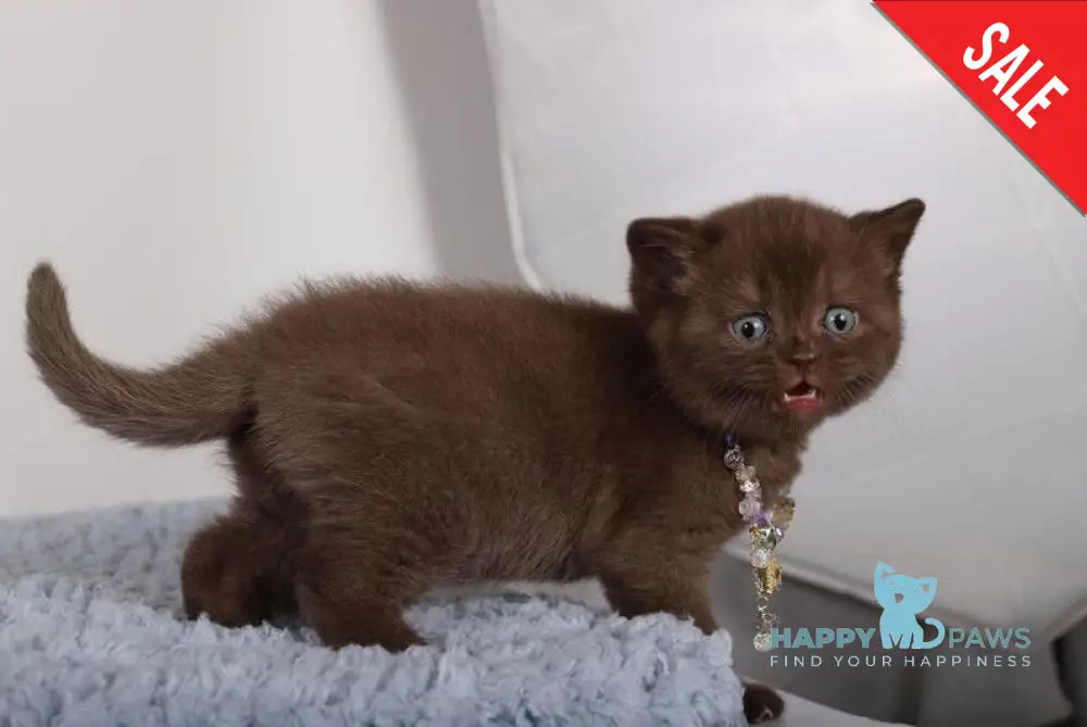 Shery British Shorthair female chocolate live animals