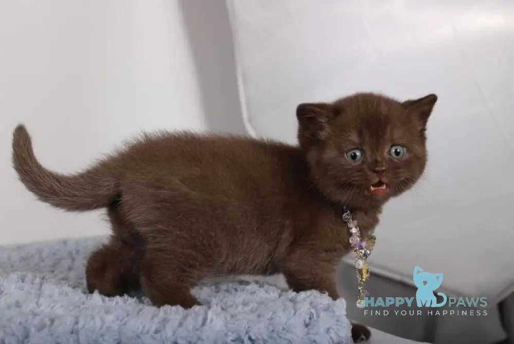 Shery British Shorthair female chocolate live animals