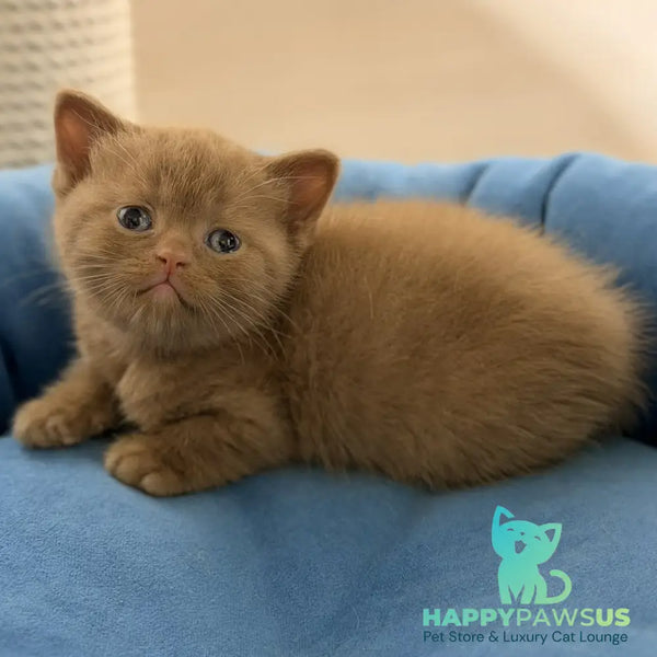 Shimal British Shorthair female cinnamon - live animals