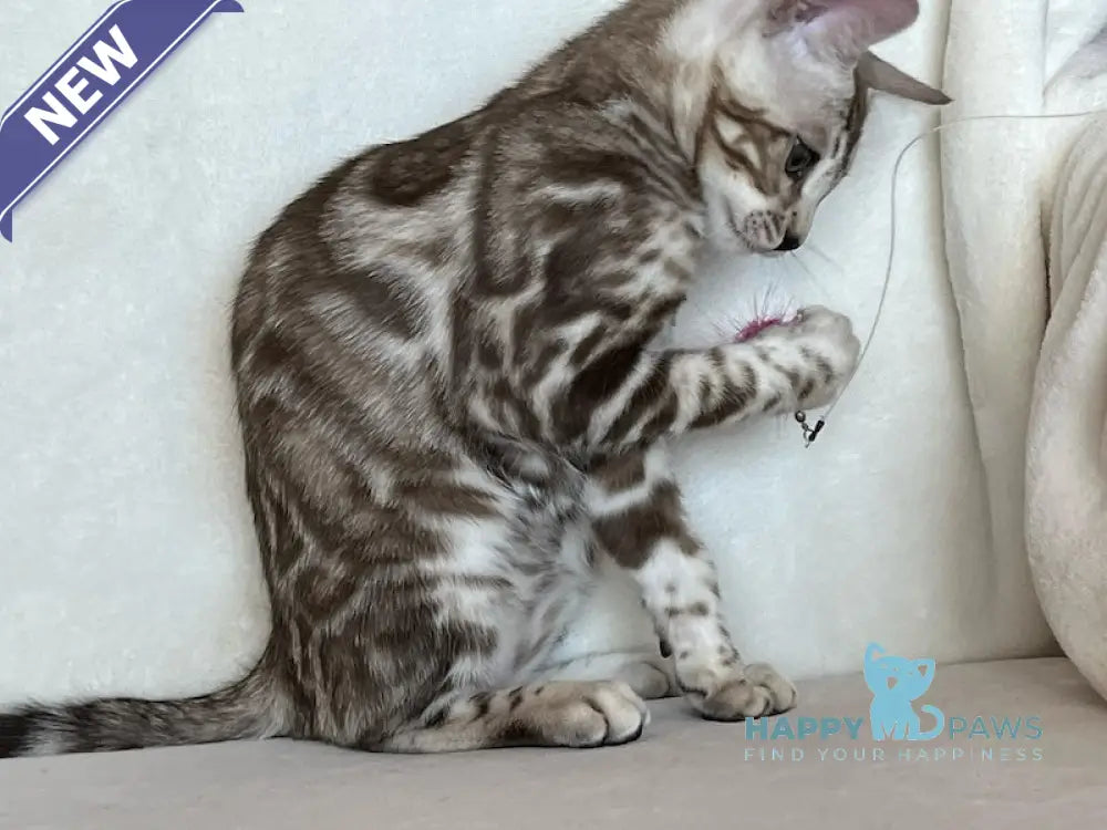 Shinine Bengal male snow sepia live animals