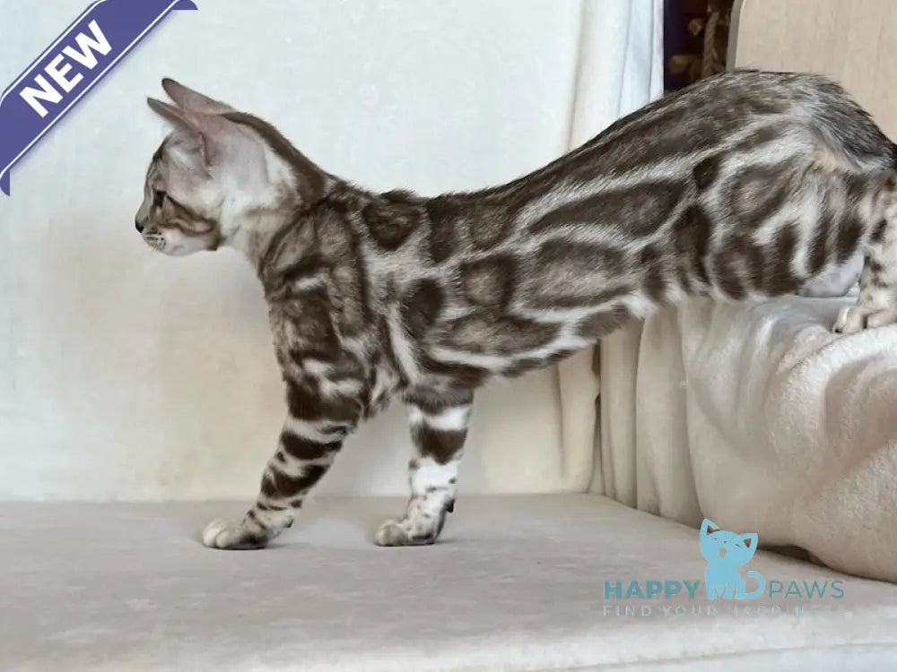 Shinine Bengal male snow sepia live animals