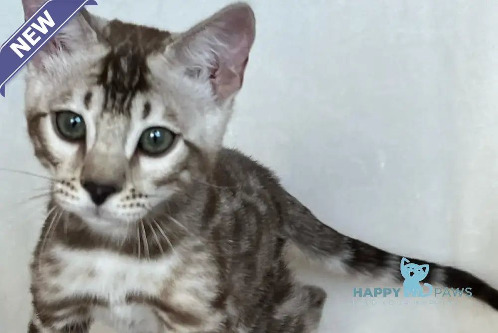 Shinine Bengal male snow sepia live animals