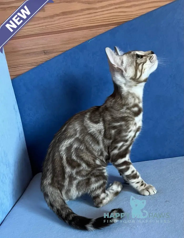 Shinine Bengal male snow sepia live animals