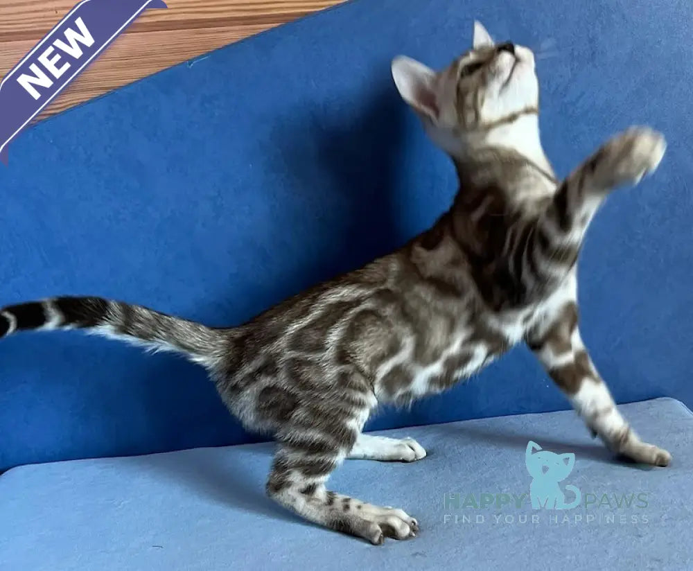 Shinine Bengal male snow sepia live animals