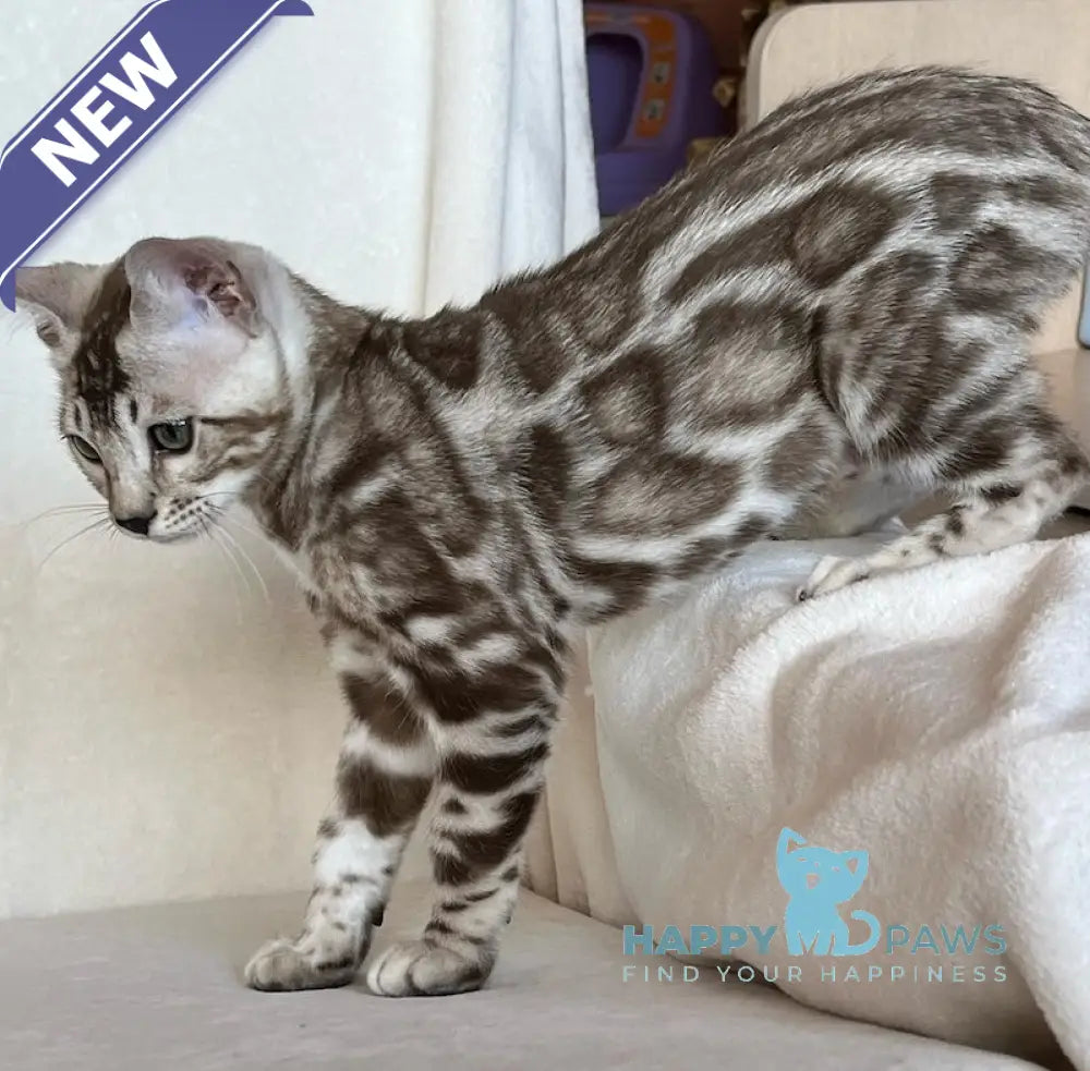 Shinine Bengal male snow sepia live animals