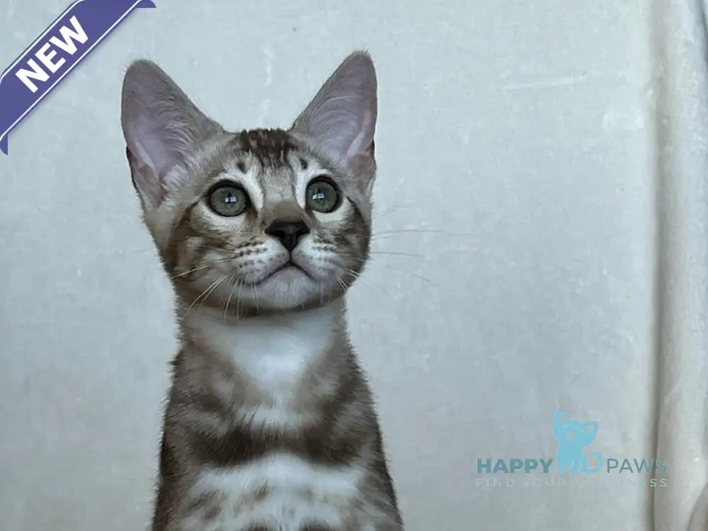 Shinine Bengal male snow sepia live animals