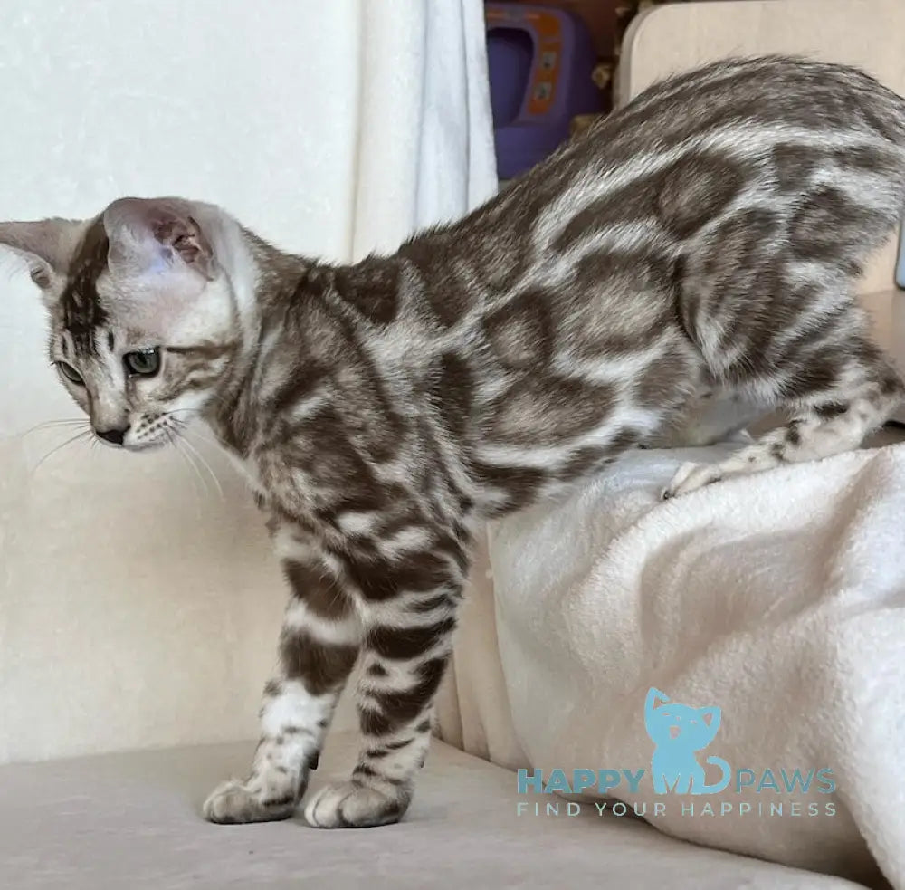 Shinine Bengal male snow sepia live animals