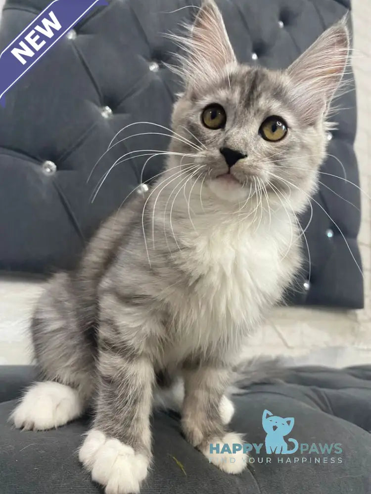 Shiny Maine Coon female black silver with white live animals
