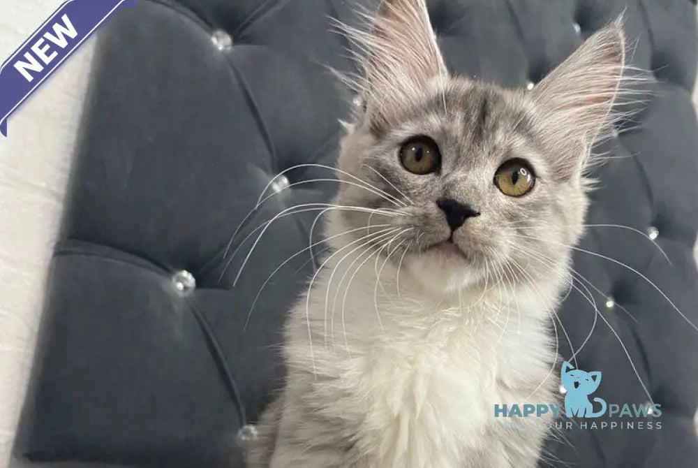 Shiny Maine Coon female black silver with white live animals