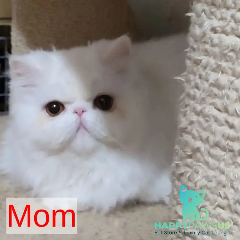 Shiro Persian male white - live animals