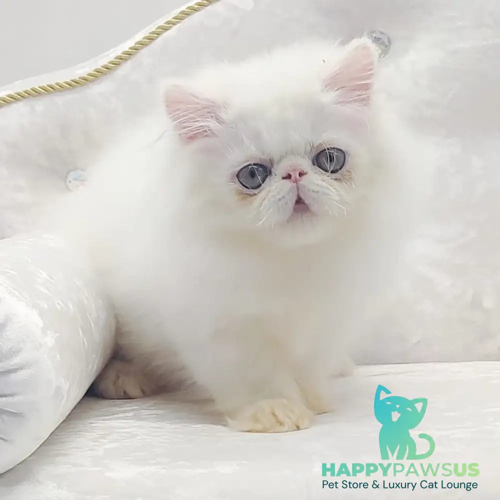 Shiro Persian male white - live animals