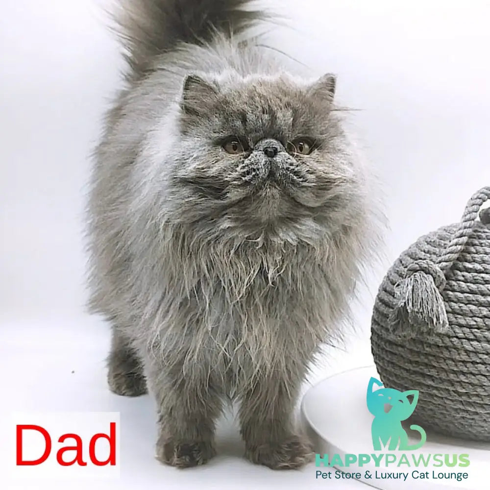 Shiro Persian male white - live animals