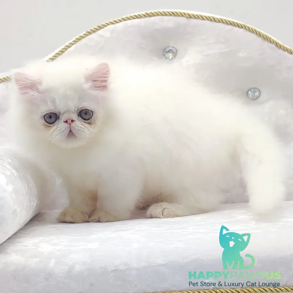 Shiro Persian male white - live animals