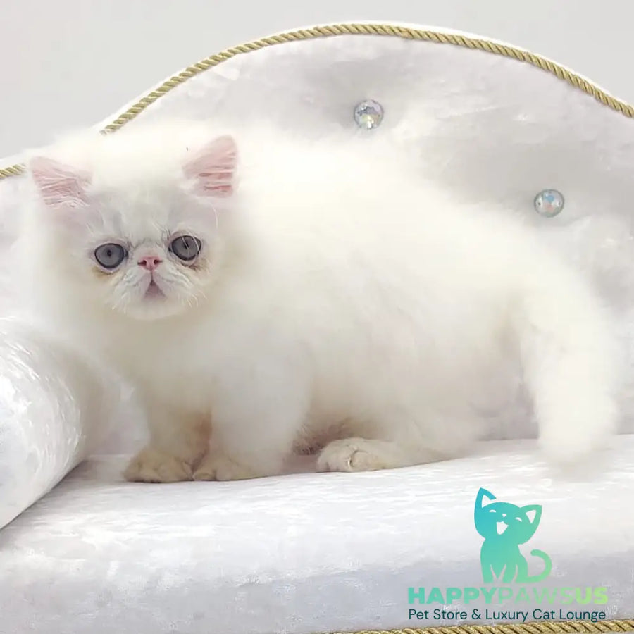 Shiro Persian male white - live animals