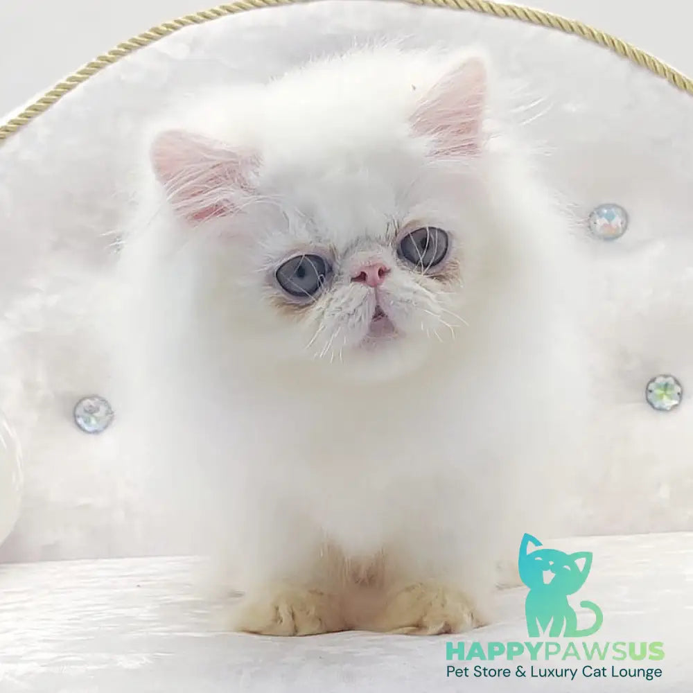 Shiro Persian male white - live animals