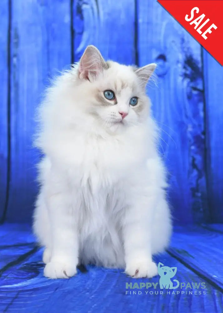Shiva Ragdoll male blue bicolour tabby live animals