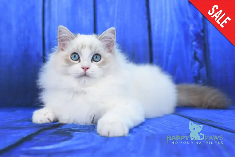 Shiva Ragdoll male blue bicolour tabby live animals