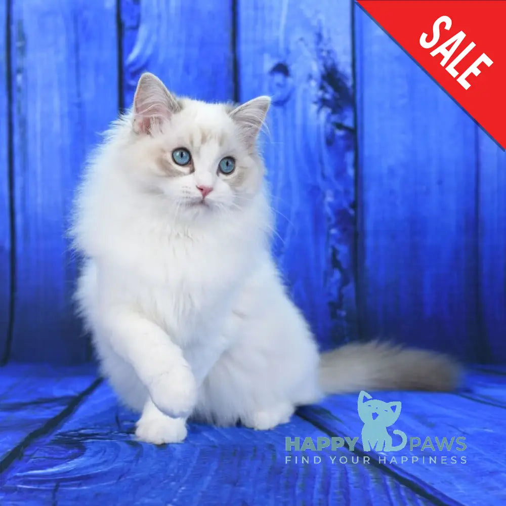 Shiva Ragdoll male blue bicolour tabby live animals