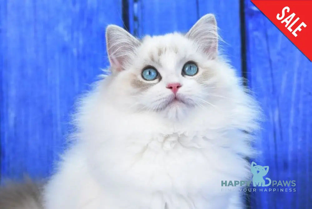 Shiva Ragdoll male blue bicolour tabby live animals