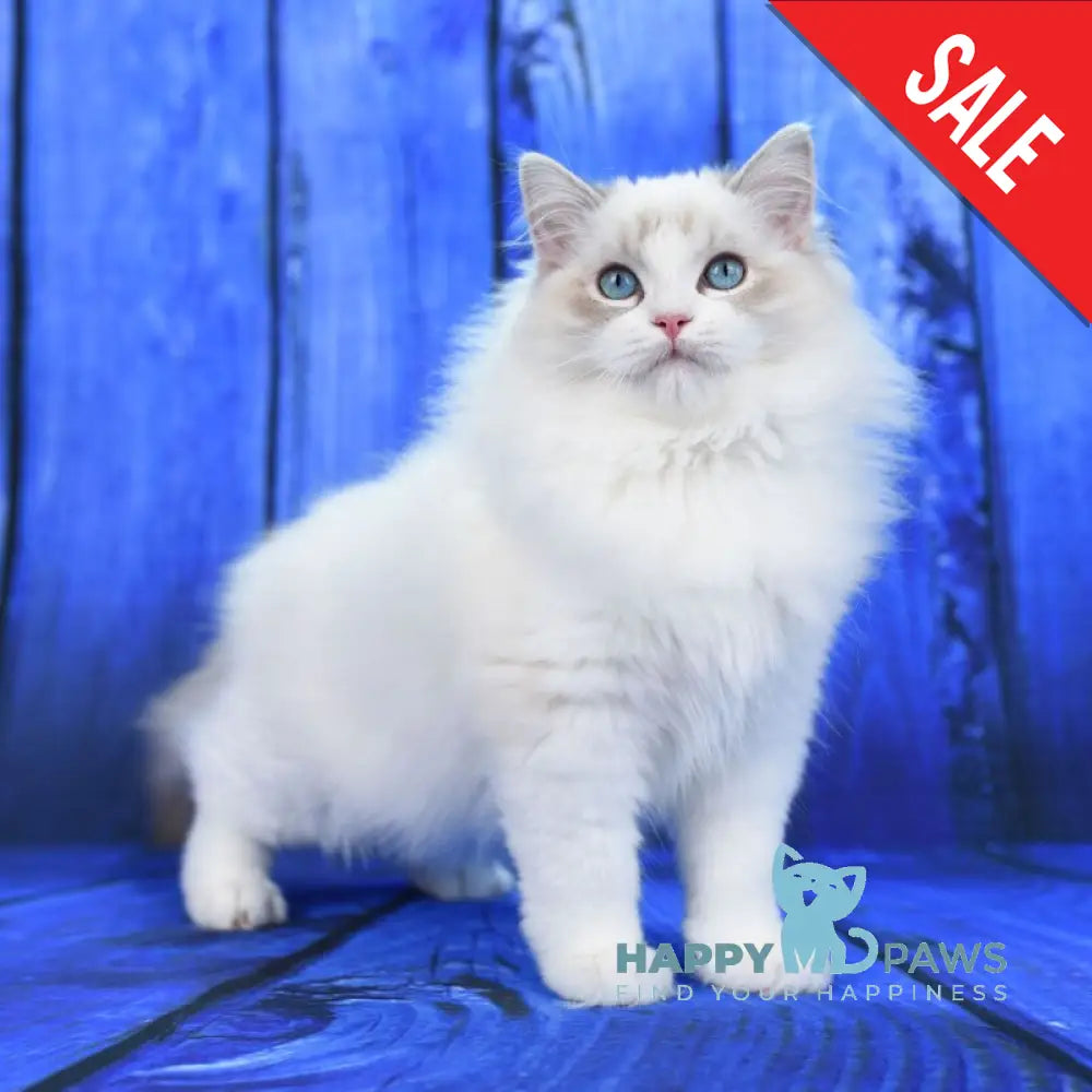Shiva Ragdoll male blue bicolour tabby live animals