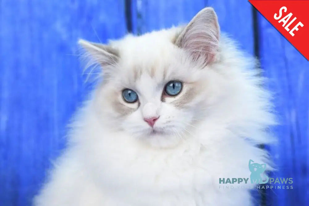 Shiva Ragdoll male blue bicolour tabby live animals