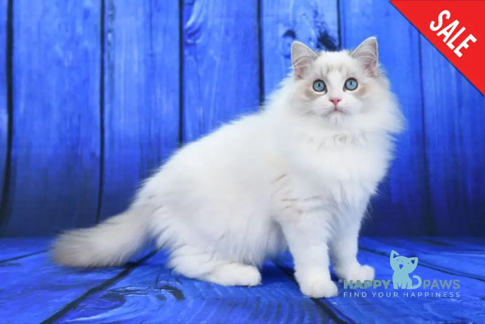 Shiva Ragdoll male blue bicolour tabby live animals