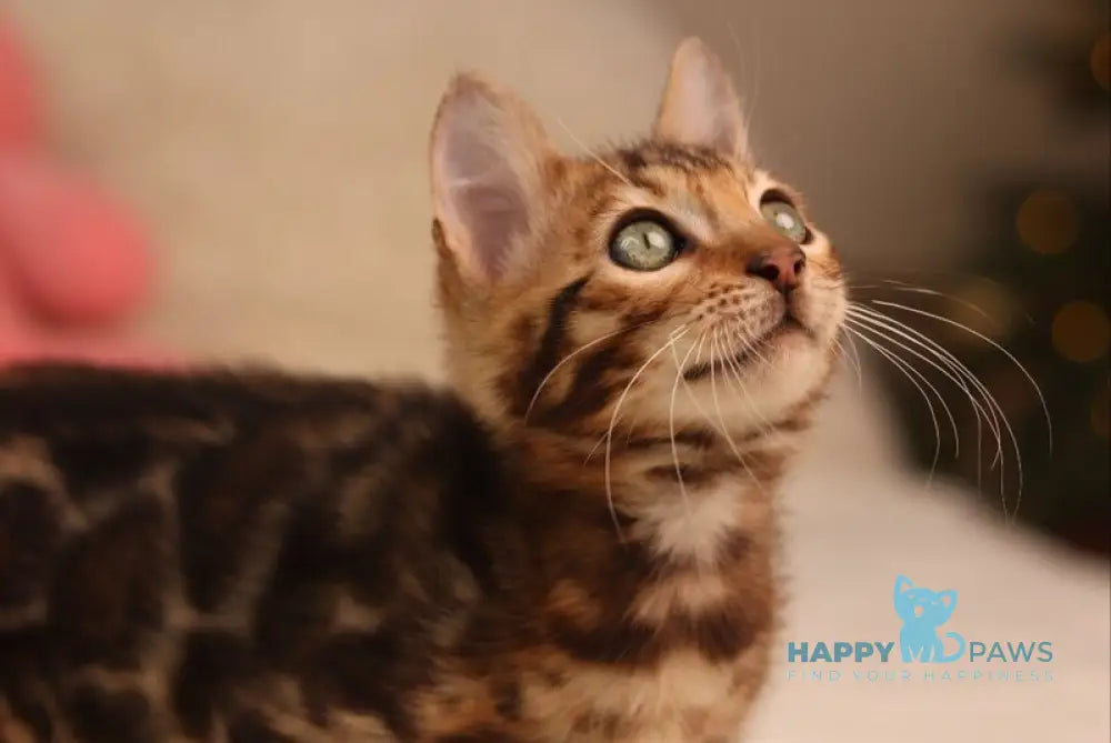 Shon Bengal male black spotted tabby live animals