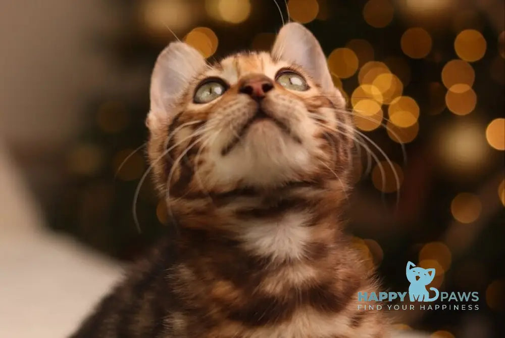 Shon Bengal male black spotted tabby live animals